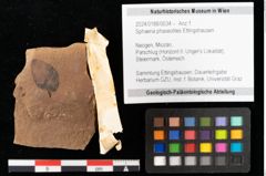 Foto (Objekt + Etikett) von Sphaeria phaseolites Ettingshausen (NHMW-GEO-2024-0188-0034)